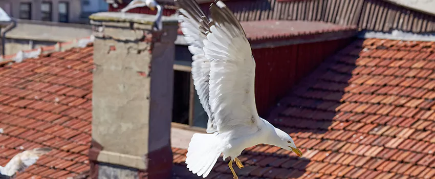 Residential Chimney Animal Removal Solution in Redmond, OR